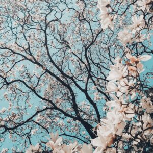 Japan 7 Days Itinerary: Best for First-Timer